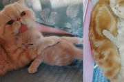 ミルクティー色の子猫に注がれる、母猫の揺るがぬ愛情