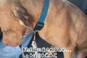 また施設に戻るのか…全身で寂しさを表現する犬だが、最高のハッピーエンドが待っていた！