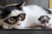 「怪傑ゾロみたいなマスクの猫、産まれた子猫もマスク付きだった…」奇跡の親子