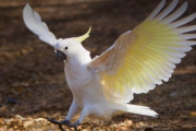 オーストラリアのオウムさん、鳥よけ用のトゲを破壊するほどに進化を遂げるｗｗｗｗ