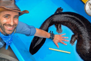 日本に潜む巨大生物！オオサンショウウオを捕まえに行くぞ！！