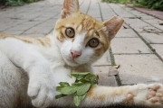 韓国人「日本と韓国の野良猫の扱いが違い過ぎる‥」猫に寛大なのは韓国だった　韓国の反応