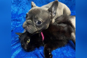 【海外】「三本足の子犬が出会った！お揃いの子猫と友情を育む瞬間」
