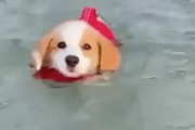 子犬に水泳を教える