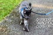 歩く姿はトラのよう。幸運の7本の指を持つメインクーンの大きな肉球がかっこいい！