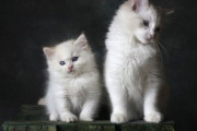 飼い猫の寿命は80年代と比べて飛躍的に延びていた「主な理由は…」