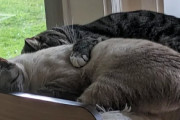 【海外】双子の猫が仲良しすぎる！目が離せない日常を覗いてみよう