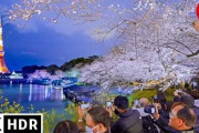 外国人「やっぱり日本の桜が世界一！！！！」