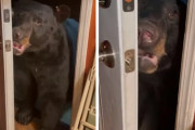 「あら、クマさん、こんばんは。お願いがあるんだけど…ドアを閉めて？」→言われた通りドアを閉めるクマにびっくり！