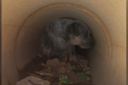 【海外】「パイプに住む子犬たちが人間を恐れていた！でも、救助者たちはあきらめなかった」
