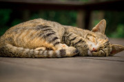 日本の「暑さでとけてしまったねこ」が可愛い！【タイ人の反応】