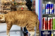 外国人「もう猫に乗っ取られてる店を世界から集めてみた(笑)」Part2