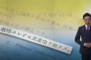 韓国人「日本の桜原産地は『韓国』だった‥」→「韓国自生植物が日本に渡っても不思議では無い」　韓国の反応