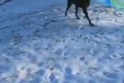 ひとりでそり遊びを楽しむ犬さんが海外で話題になってるぞ！
