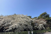 外国人「今まさに日本旅行しているので写真を見せていく！」