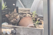 【海外】「猫が温室に侵入！驚きの理由とは？」