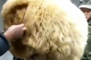 モフモフ度ＭＡＸ。大きすぎてモフモフなこの犬はいったい何者？海外の反応