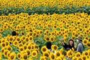 【韓国の反応】「179センチ、名門大学、35人誕生」日本のオンライン上で「精子取引」が盛ん。韓国の反応「遺伝子一夫多妻制。/競争優位を占めようとする資本主義社会の断面。」