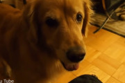 ゴールデンレトリバーのコピと飼い主さんの「いつものお決まり」