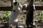 ネットで「うちの猫はみんなの猫よりかわいい、勝負しない？」と挑発したら→幸せなことが起こる