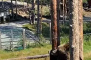 【動画でみる】クマに遭遇した時に絶対に木に登ってはいけない理由