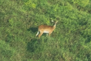【海外】アップンバ・レクウェの衝撃！絶滅危惧種が初めての撮影に成功した瞬間とは？