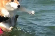 海外「これはたまらん可愛さだなw」スイスイと気持ちよく波に乗る日本のモフモフ動物が可愛らしいと話題に