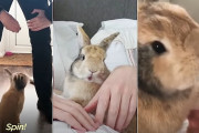 「キッカケは恋人からウサギを預かった事」…動物に興味の無かった男性がウサギに恋をした感動の物語