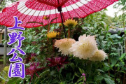 上野東照宮ぼたん苑で開催中の秋のダリア展が美しいと話題（海外の反応）