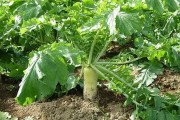 海外の園芸家「大根という日本の野菜を育ててる人は他にいるかな？」大根に対する海外の反応
