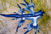 【海外】青いドラゴンアメフラシが猛毒の獲物を捕らえ、刺胞を後で使う驚きの生態とは？