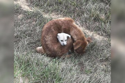 【海外】「凍える赤ちゃんを守るために犬が抱きつく！感動の救出劇」