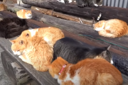 【海外の反応】「日本の猫いっぱい島を見てみよう！」日本の猫島！