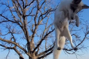 アカギツネがトランポリンで遊ぶ姿が可愛い！