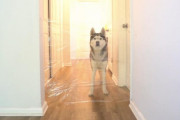 ハスキー犬に見えない壁ドッキリ！ラップで壁を作ったらハスキーがどんな反応をするのか試してみた