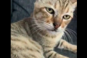 [年末]海外で話題になった可愛い猫ちゃん特集[海外の反応]