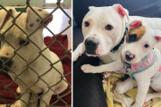 耳の聞こえない保護犬を手話で育てる男性が素晴らしい