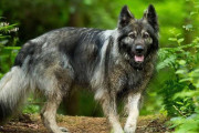 アメリカ「君達の国がブリーディングさせた犬種を見せてくれ」