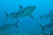 「新型コロナワクチンのため50万匹のサメを殺す必要がある」 専門家が警鐘