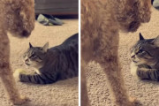 猫「ほ～ら、ボールとっちゃうぞ～」犬「……プチーン！」おちょくる猫にブチギレるワンコ！