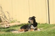 庭に出ると必ず、9年間共に過ごした亡き相棒のお墓の上で横たわる犬