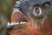 蜂から逃げようと湖に飛び込んだ男性、ピラニアに食べられ死亡