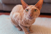 【海外】ペテルバルド猫の歴史と毛の種類｜魅力を知ろう！
