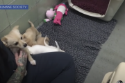 4匹の子犬と再会した母犬の心温まる動画！！