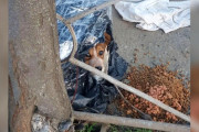 【海外】寒そうな子犬を段ボールの中で見つけた女の子の感動ストーリー
