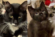 【海外】子猫を連れたシェルターからの rescued猫、数ヶ月後に迎えた幸せな結末とは？