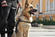 【海外】警察や軍で活躍する！8つの犬種とその驚くべき能力