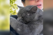 【海外】傷ついた猫、優しい救助者の腕の中で安心しきる瞬間とは？