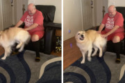 撫でて欲しくて自らお尻を当てていくスタイル！介助犬のおちゃめな行動に爆笑！
