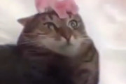 海外「超有名だから知っておいた方がいいよw」 猫と花びらの一発芸が海外で有名なワケ 海外の反応